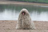 KOMONDOR 143